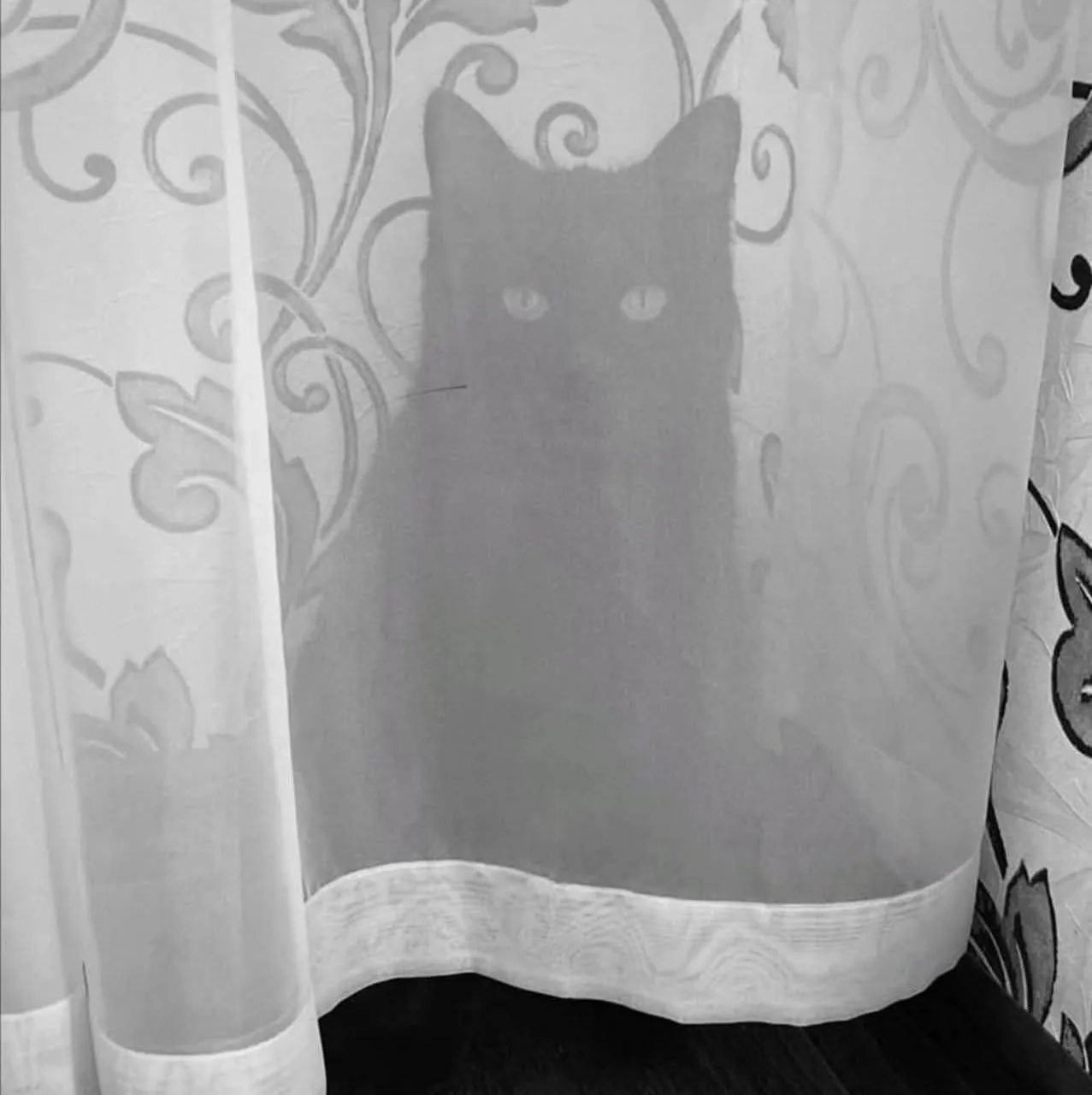 Внимание! Кошка просунула усик через тюль. Спасибо за внимание☺️