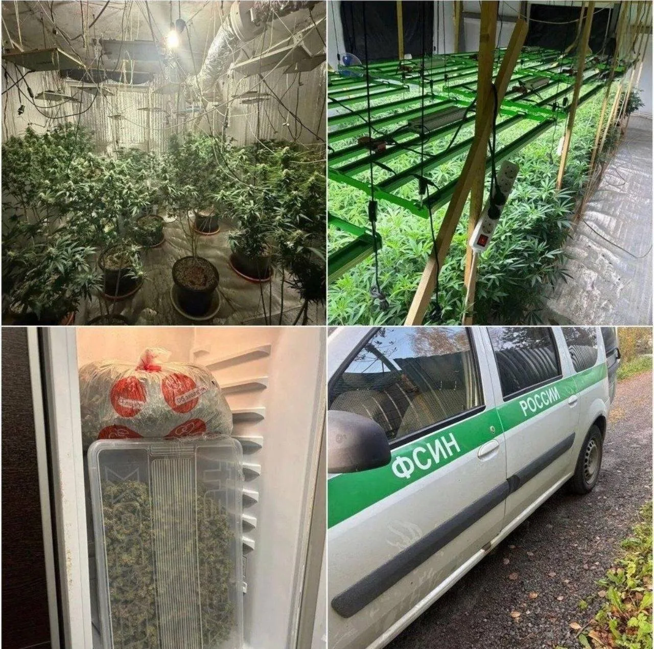 🚨В Петербурге накрыли сеть наркоплантаций и изъяли 5 кг марихуаны