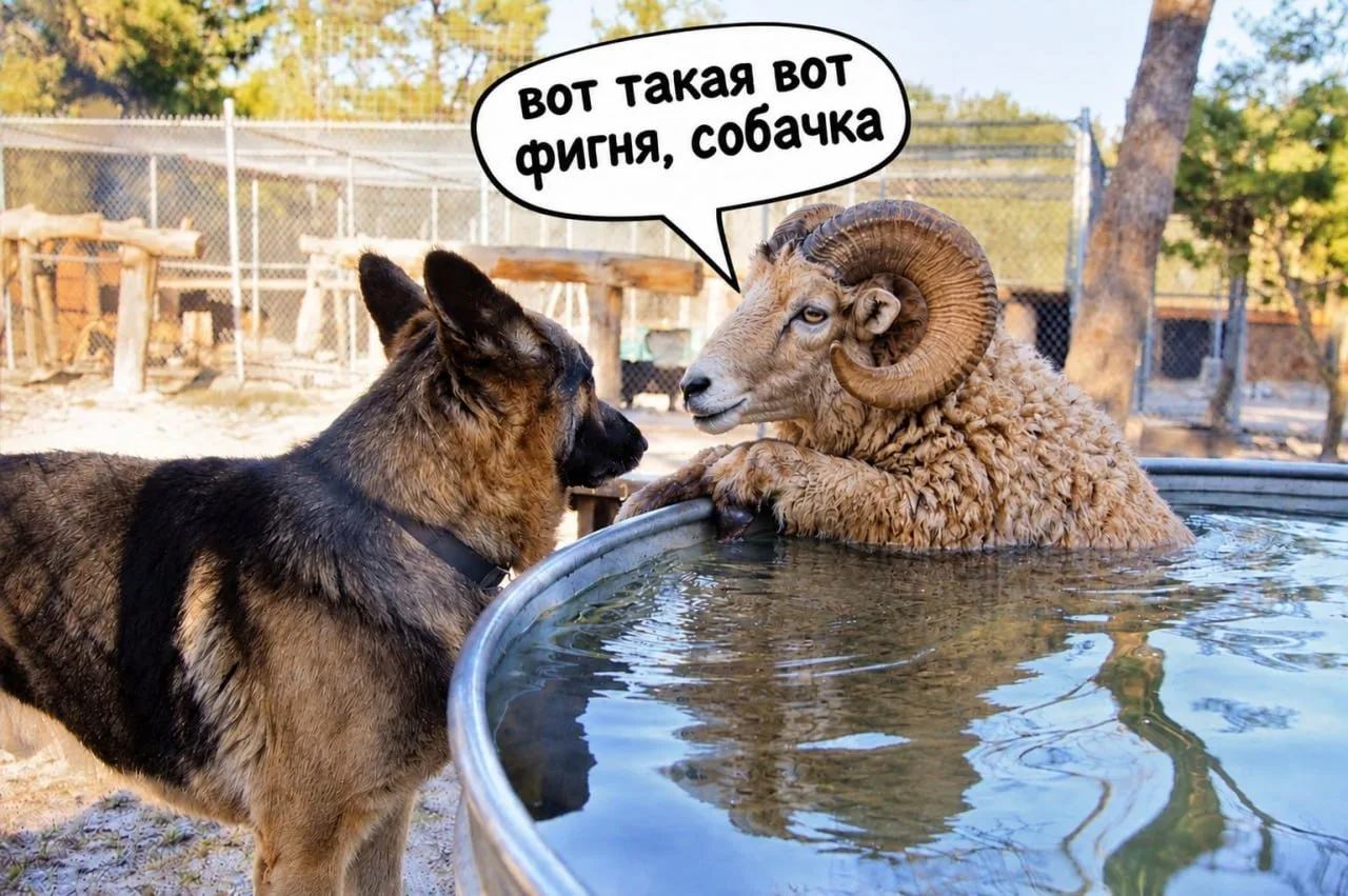 🐏Два барана — тебе, и одно уголовное дело — мне. Житель Ставрополя попытался дать взят...