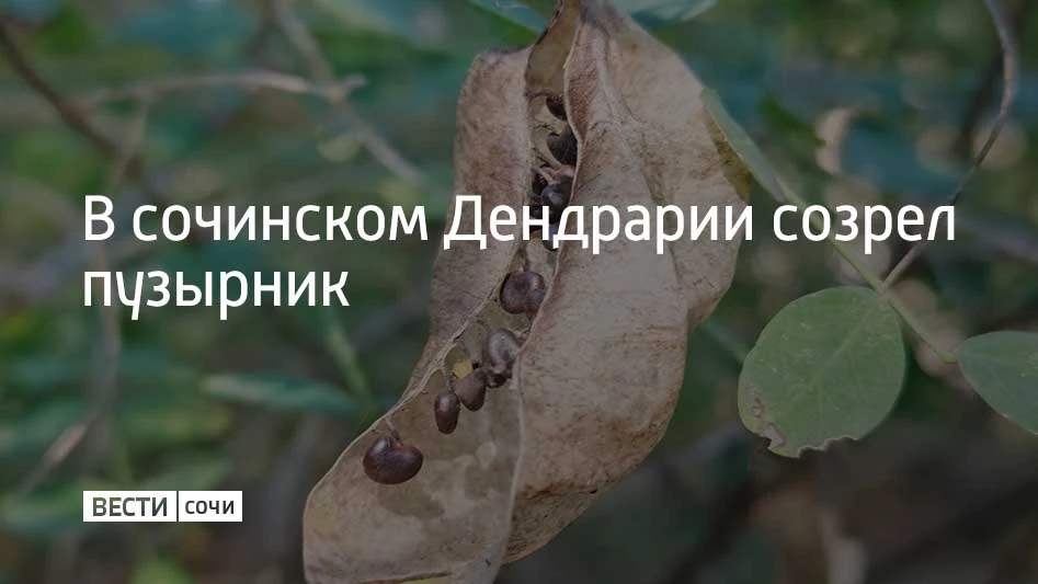 Куст с воздушной кроной, на ветвях которого висят полупрозрачные "фонарики", называется...