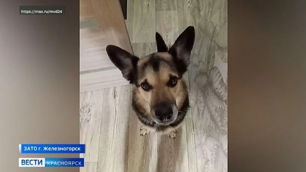В Железногорске полицейские вернули хозяину пропавшую собаку