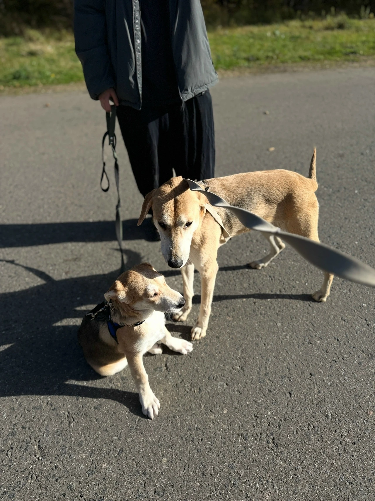🐾 Тёплая встреча в «Пушистом друге»! 🐾