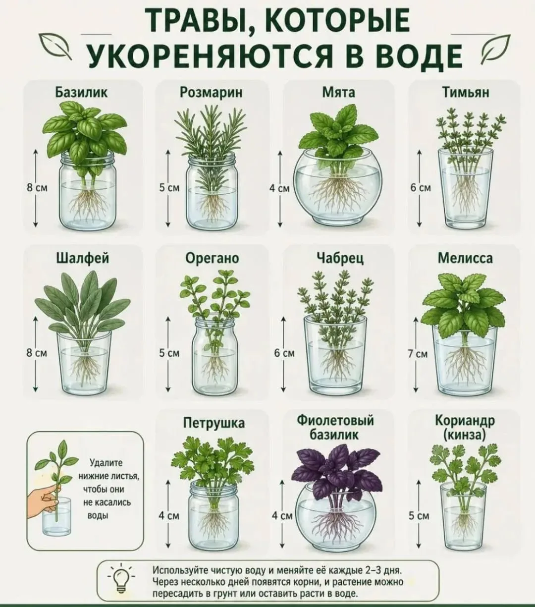 🌿Знали, что зелень можно вырастить прямо в стакане с водой?