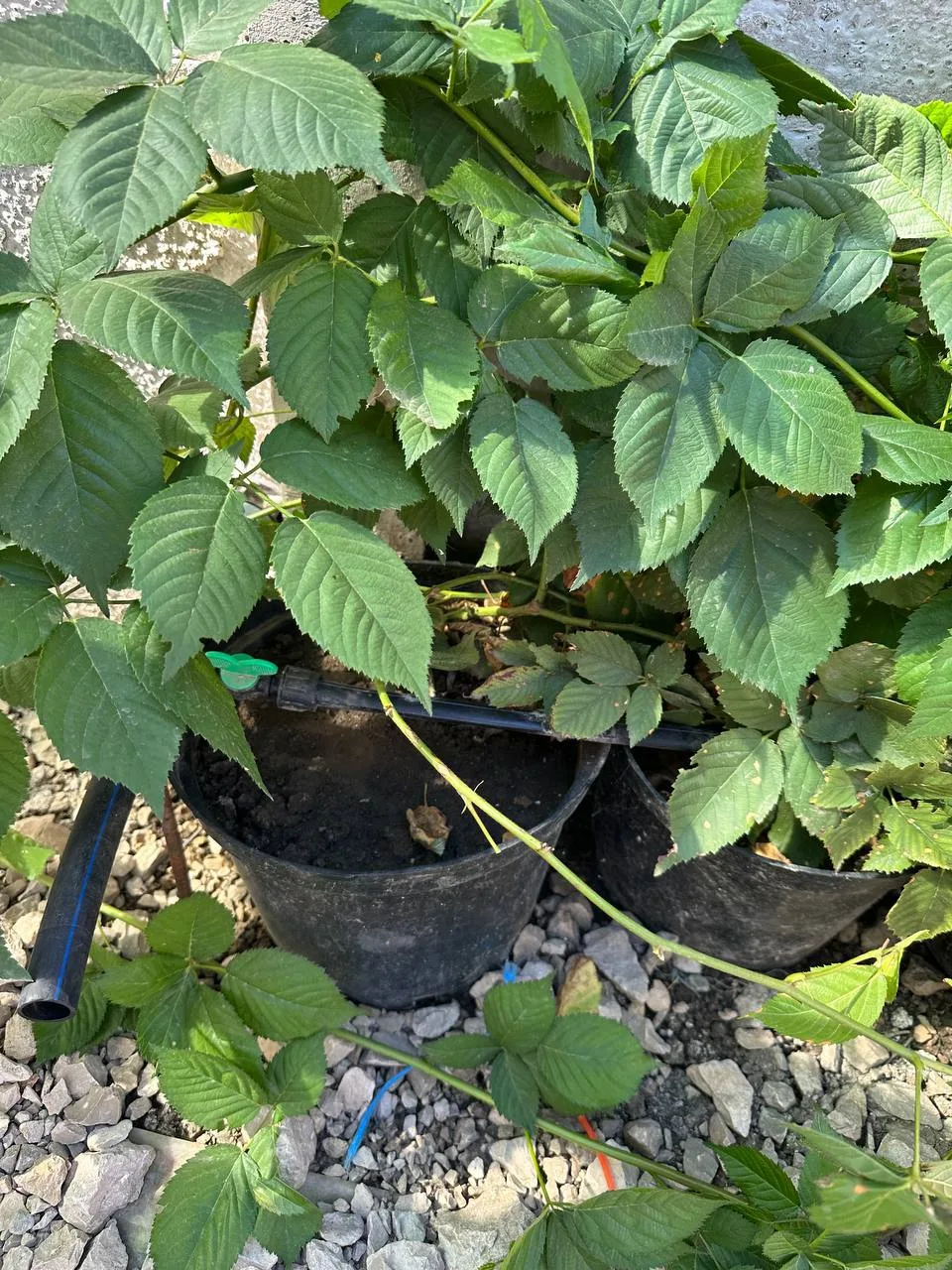 Продаются саженцы ежевики в 10-литровых горшках! 🌿