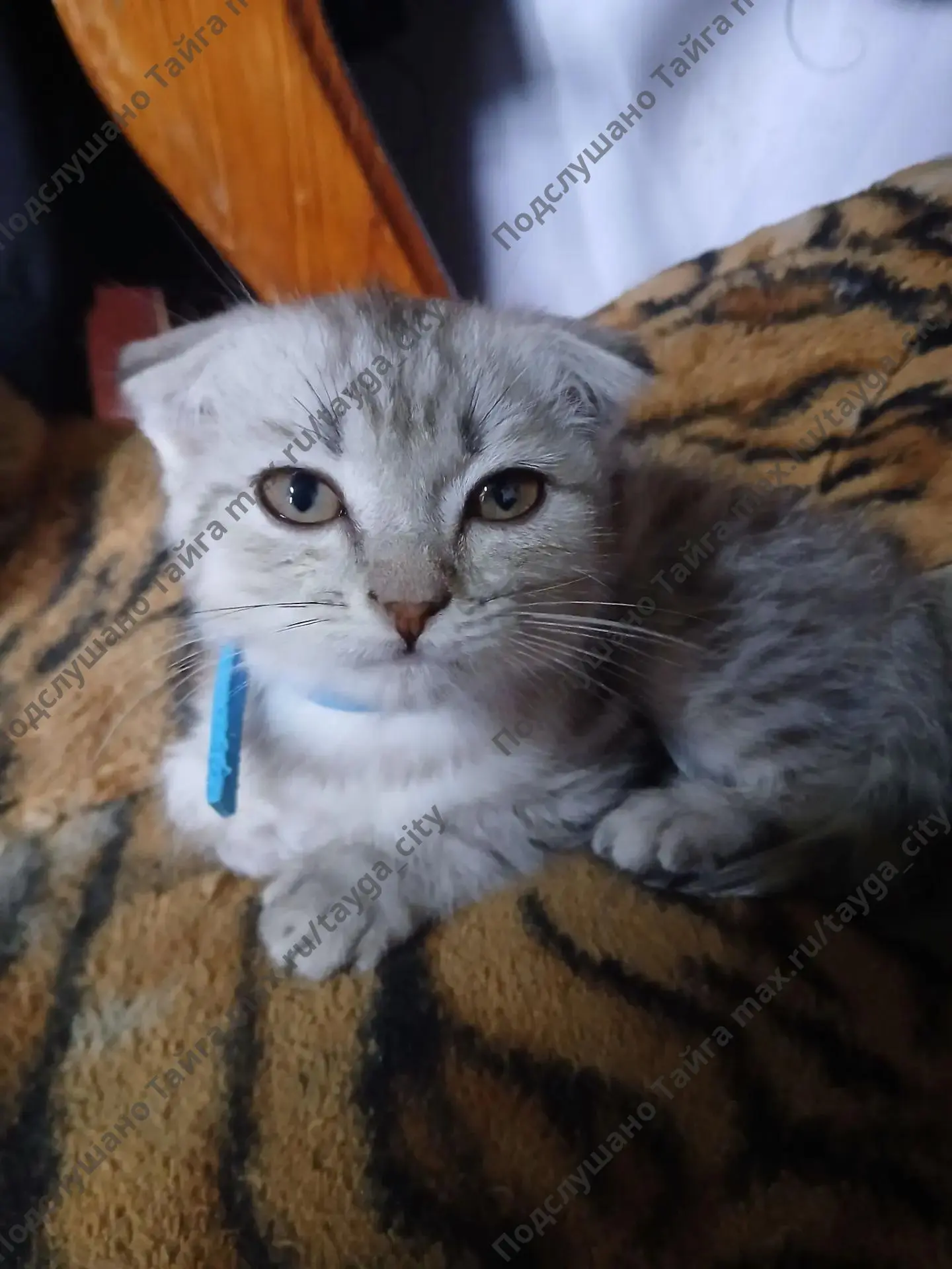 Отдам в хорошие руки. Мальчик, лоток знает
