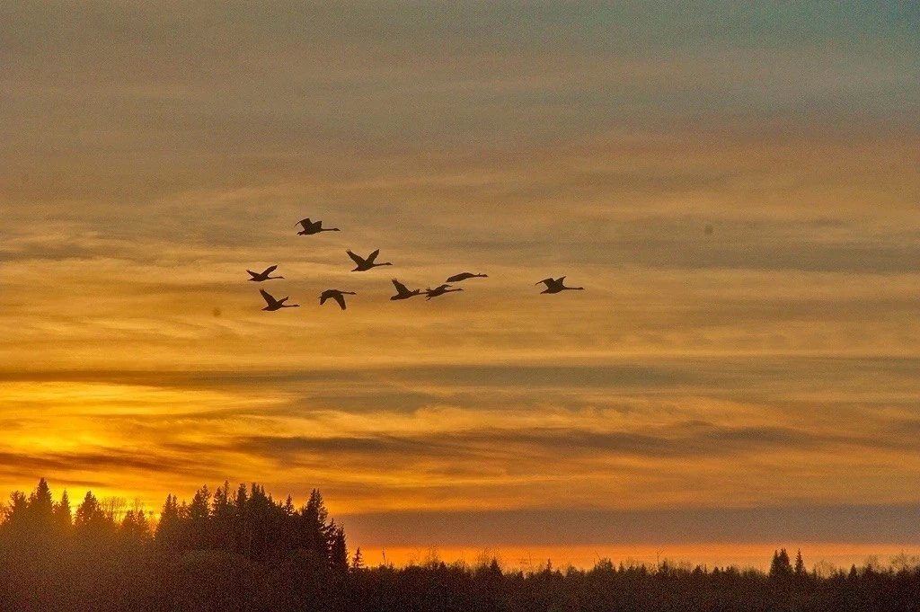 Лебединый клин 🦢