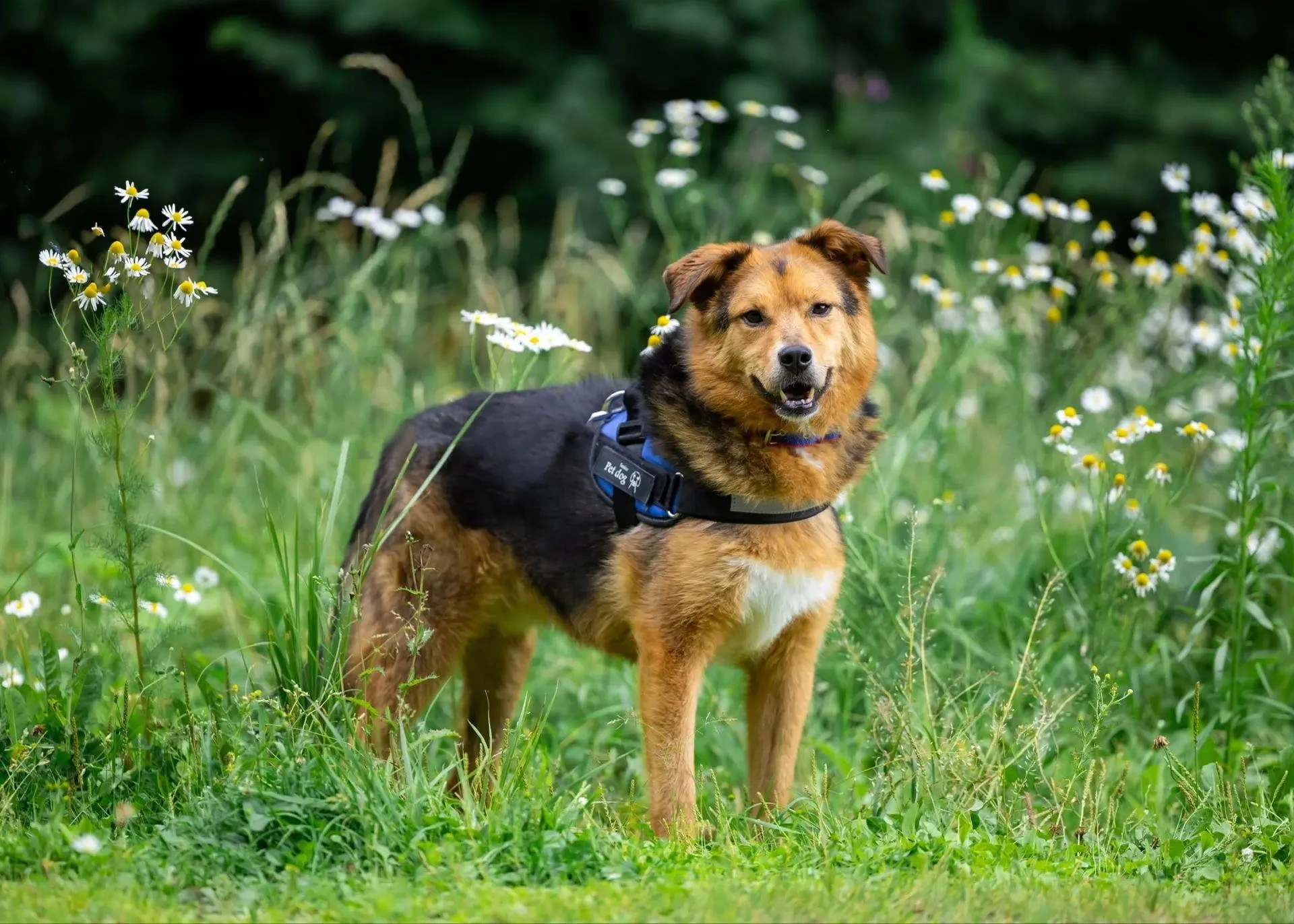 🐶 Иногда самое главное прячется не в громких поступках, а в тихом свете внутри. 💛
