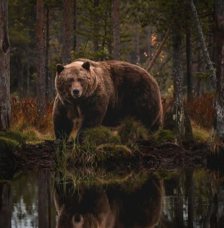 🐻 В Новосибирской области разрешили отстрелить пятерых медведей