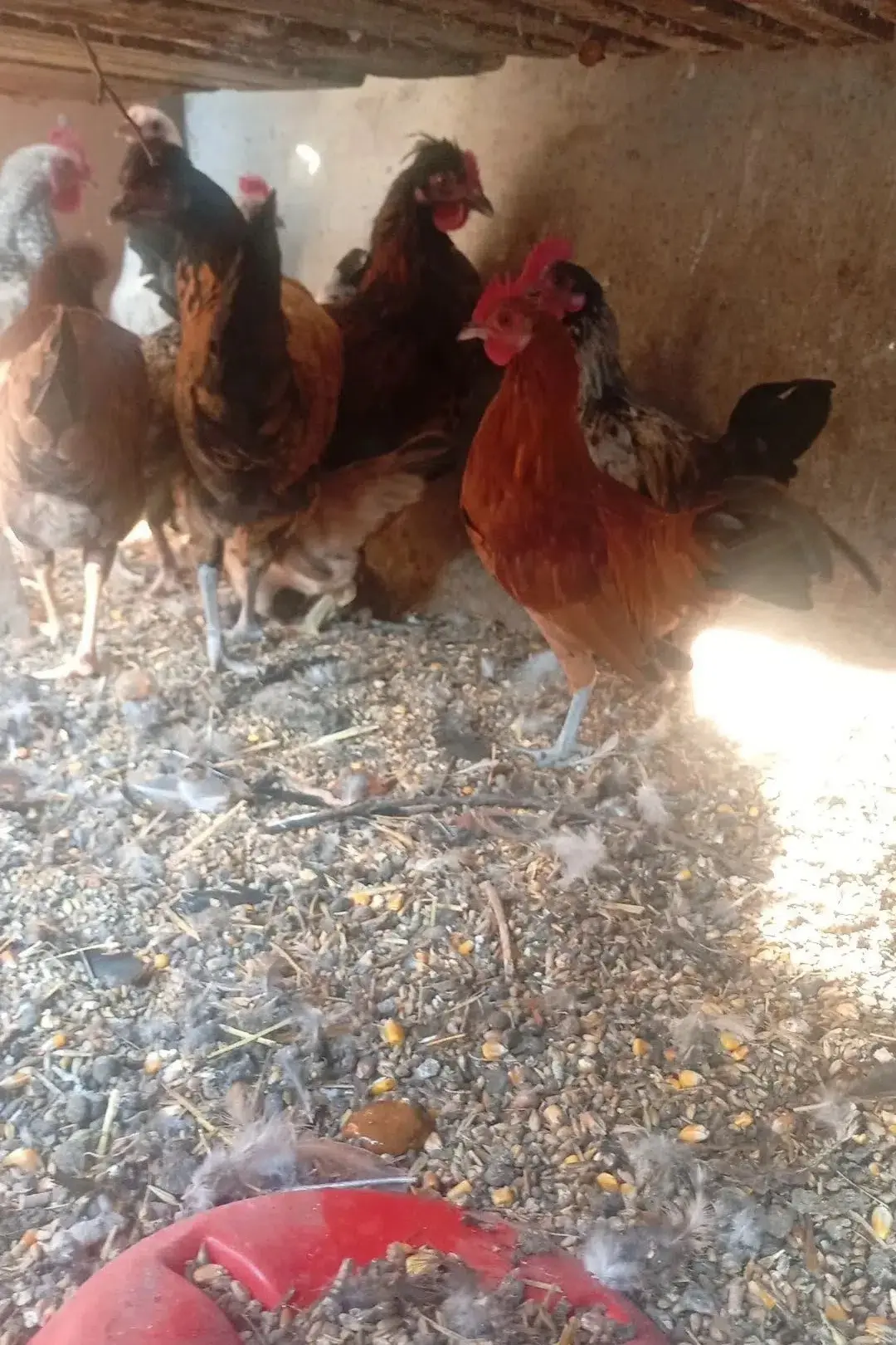 Продам карликовых петушков! Бентамок. Этого года, май-июнь, уже начинают петь. По 400₽ ...