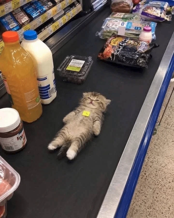 Просыпаемся, котята🐱