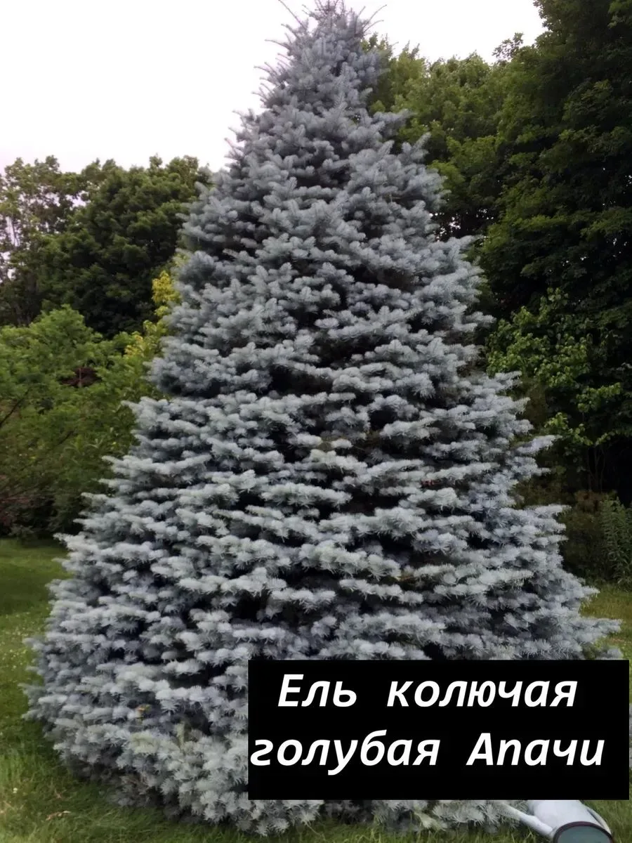 Ель колючая «Апачи» (Picea pungens f. glauca 'Apache'), иногда этот сорт также обознача...