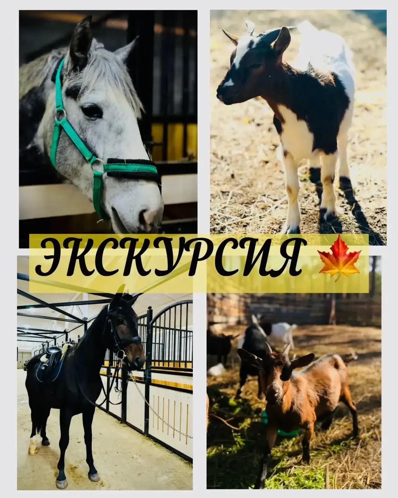 🍂 Осенние экскурсии на конюшне: Запись открыта!