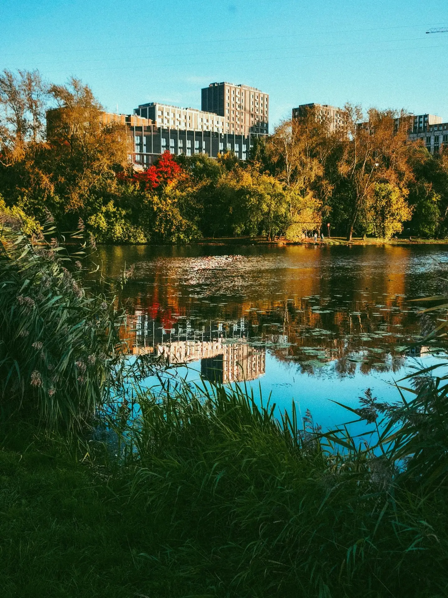 Осенняя прогулка у Головинских прудов 🍂