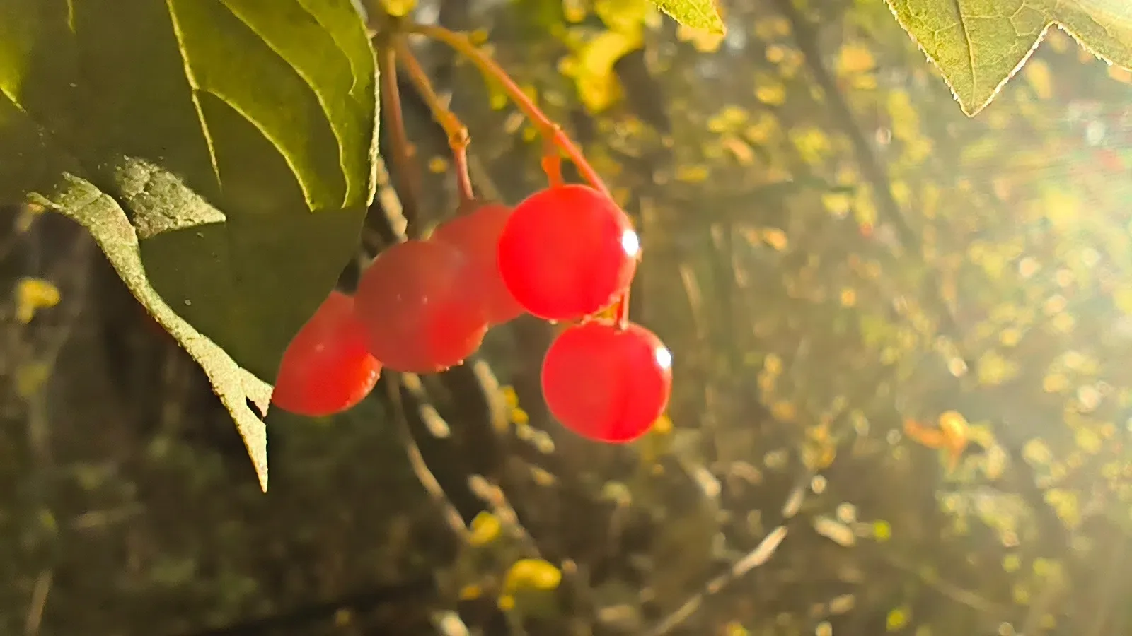 Всем прекрасного начала недели!🍂🧶🍒