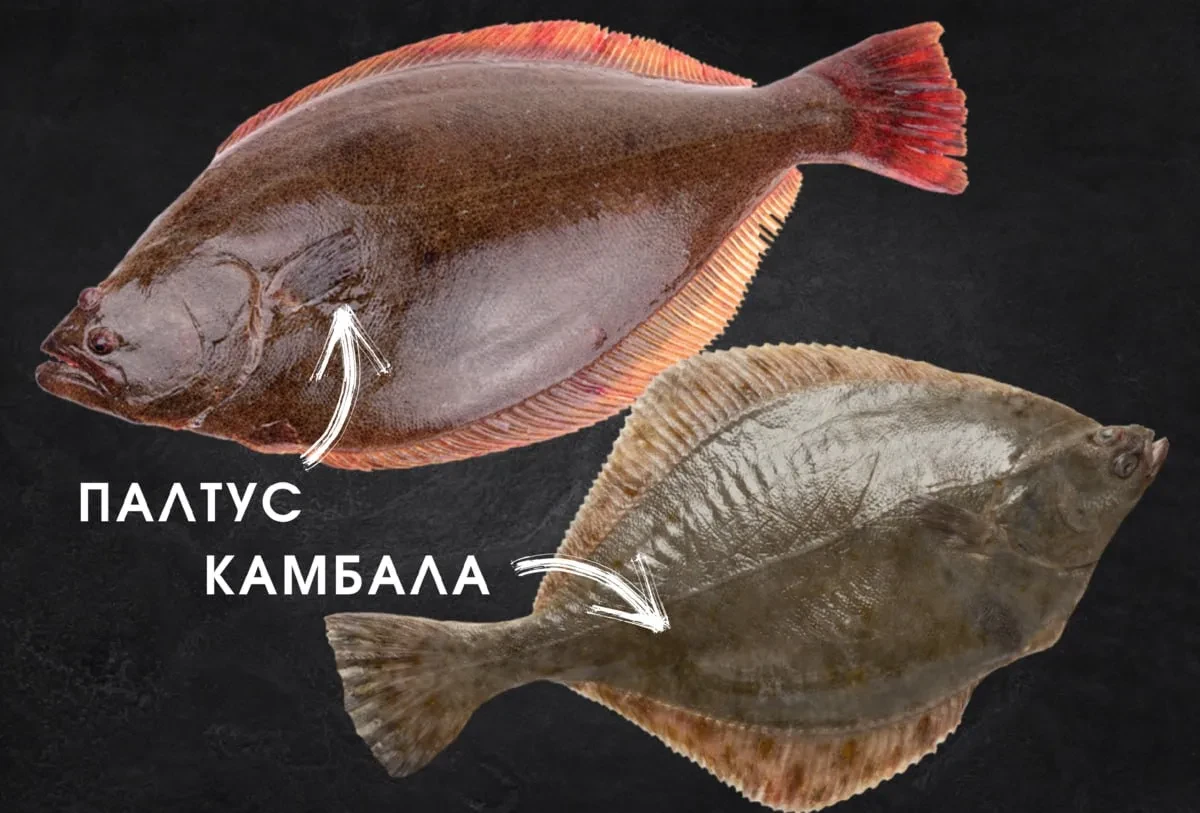 🐟 Три плоские рыбы из Баренцева моря: