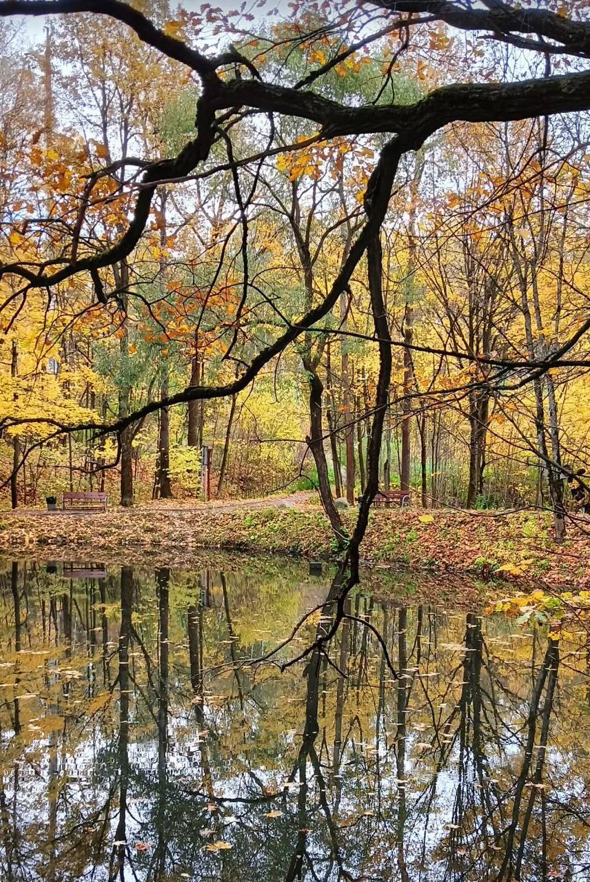 Считаю, что Битцевский лес — одно из самых красивых мест в городе для осенних прогулок 😍