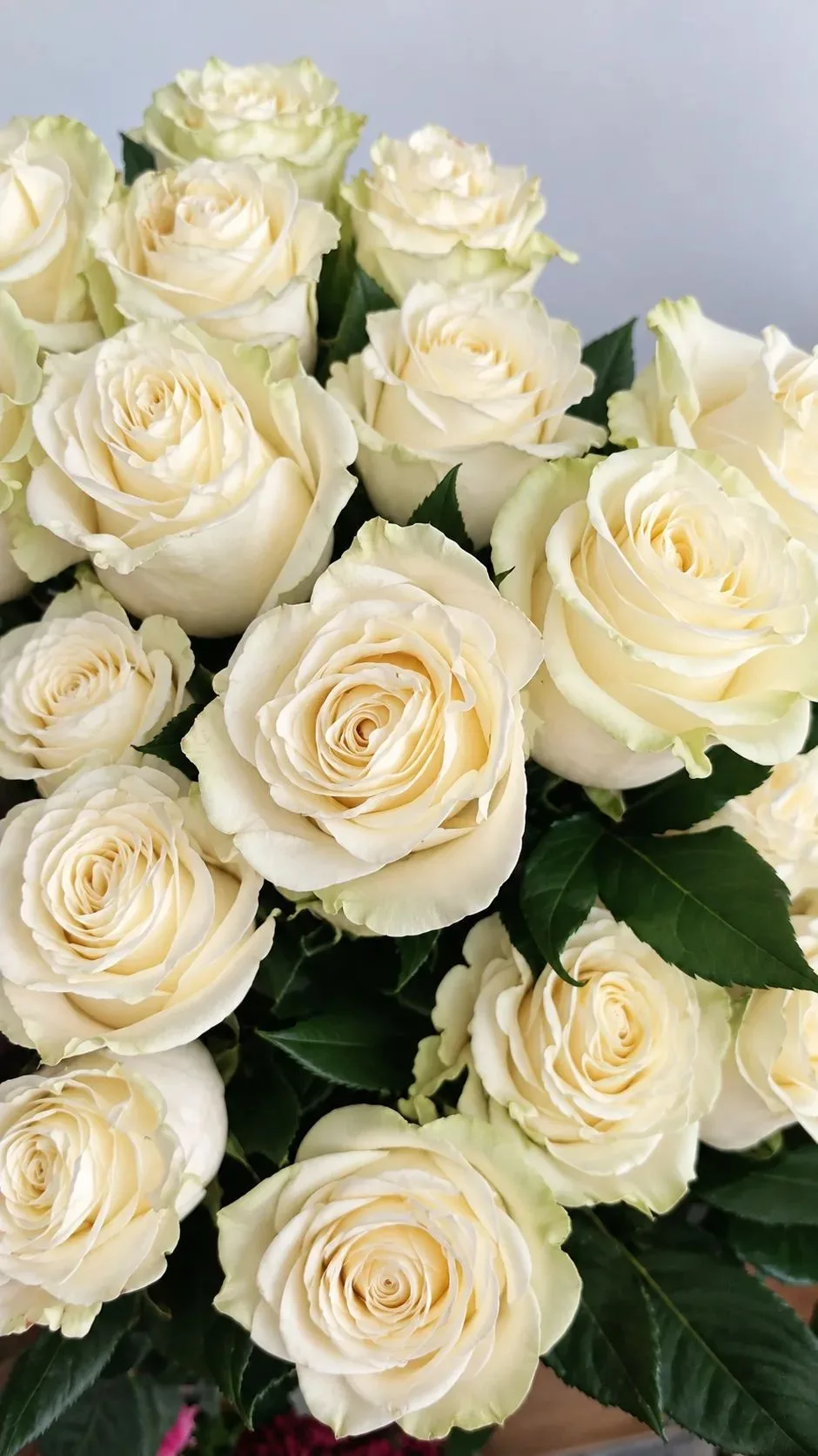 Розы на любой вкус и повод — в нашем магазине!🌹