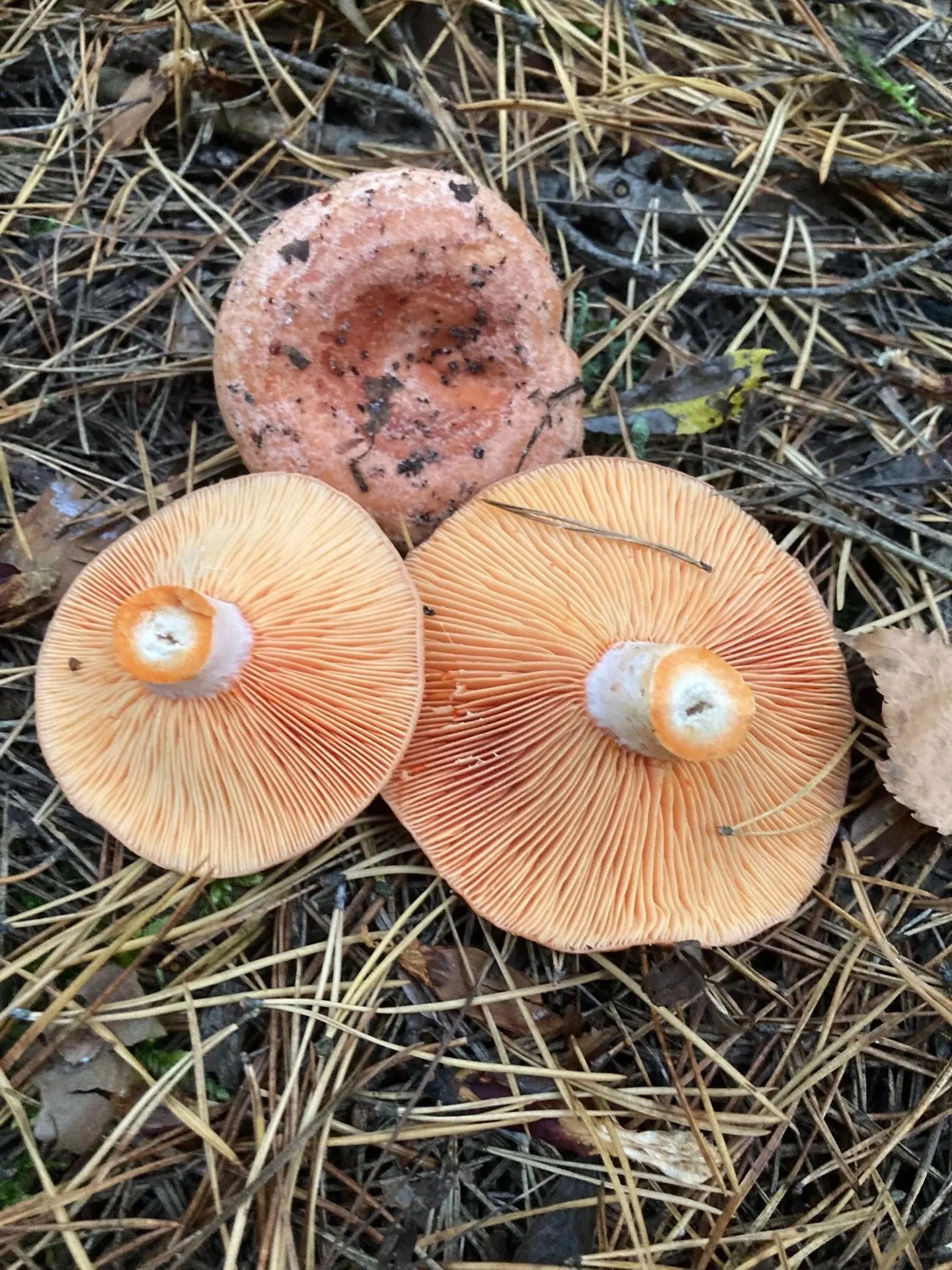 🍄‍🟫🍁12.10.2026🍁🍄‍🟫Орехово-Зуевский г.о.