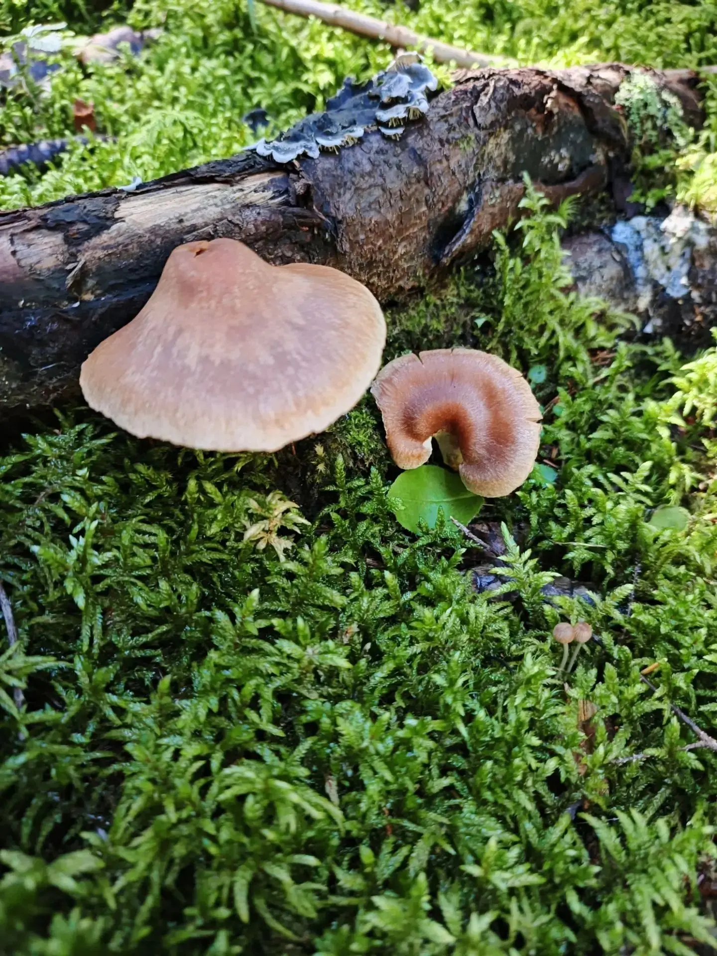 🍄А вы знали, что грибы... красивые?