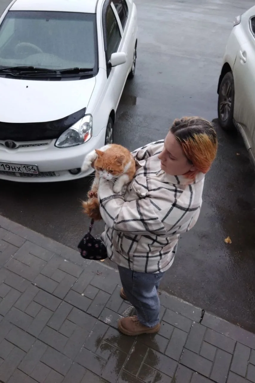 Добрый день! Кто потерял котика? Кот.
