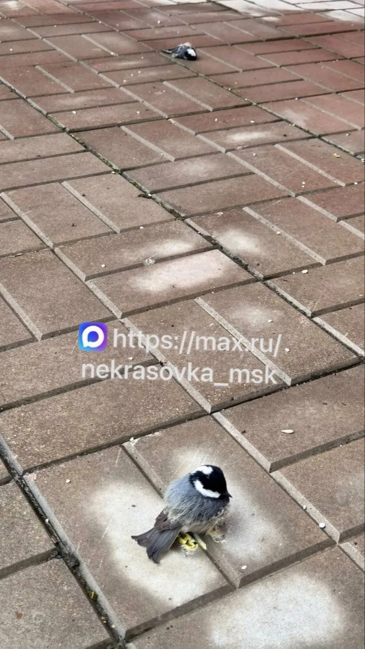 На ул. Вертолётчиков д.5 к.1 под балконом две птицы,  одна неживая, а вторая видно боль...
