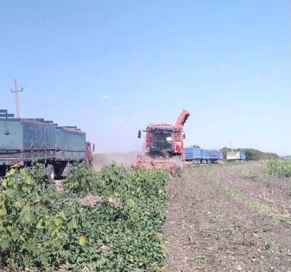 В хозяйствах Гиагинского района продолжается копка сахарной свёклы