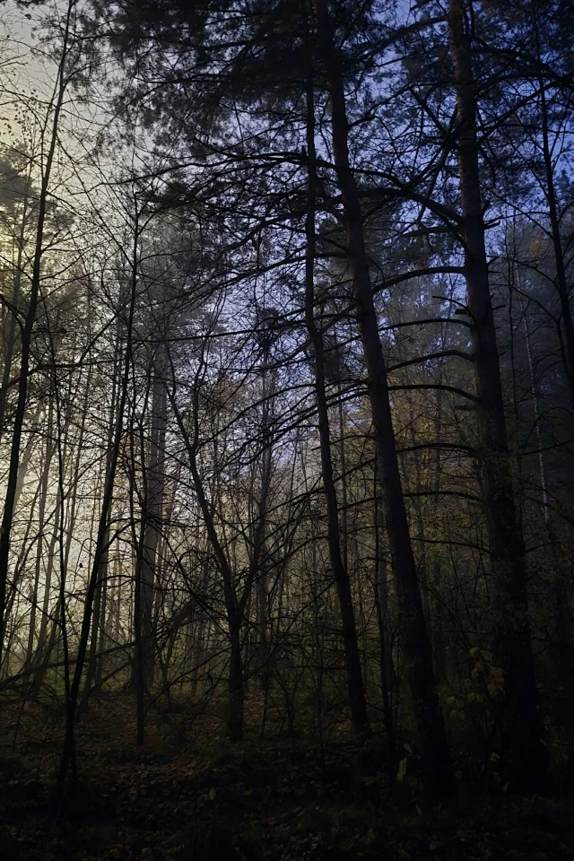 Барнаульский лес сегодня утром 🌫️🌲