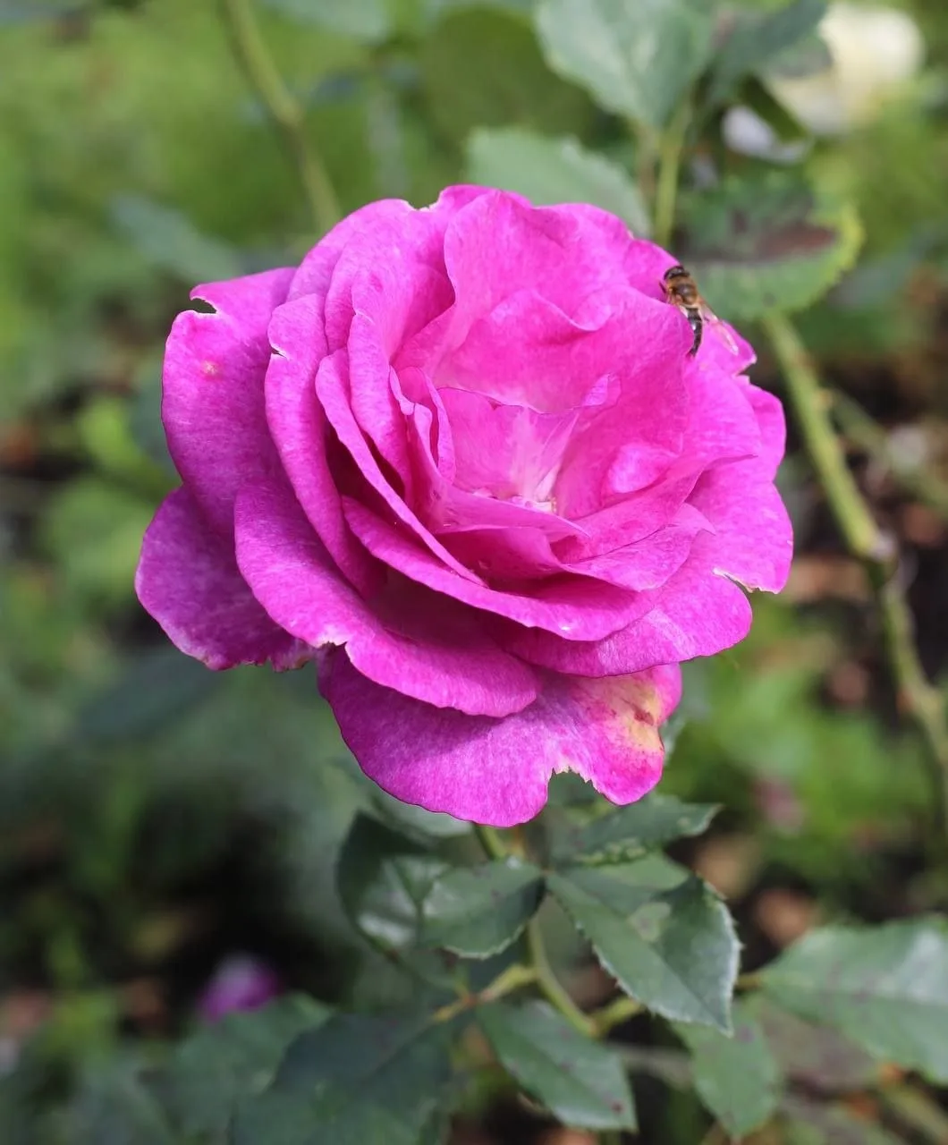 Нежнейшие розы сейчас цветут в Аптекарском огороде 🌹