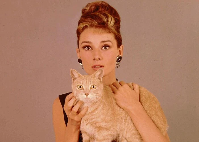 Кинокомпания A24 выпустила «Энциклопедию КиноКошек» (The Encyclopedia of Movie Cats) — ...