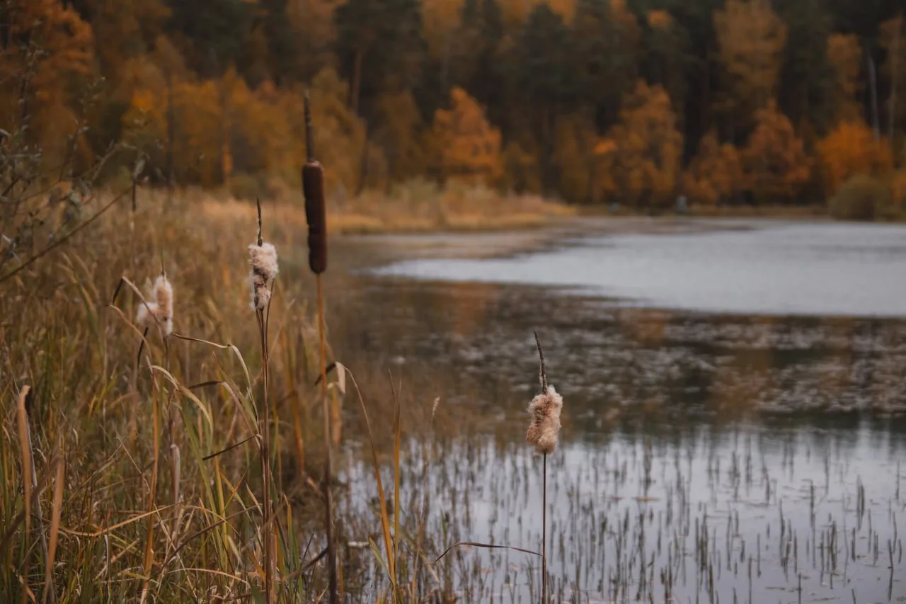 🧡Осенние фотокарточки из Мещерского парка