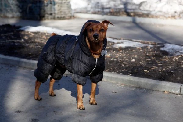 🐶🧶 Ветеринарный врач о модных нарядах для животных: когда одежда для питомцев опаснее...