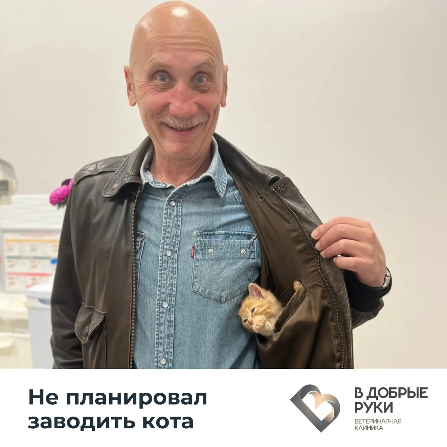 Не планировал заводить кота. Не выбирал породу. Не искал питомник.