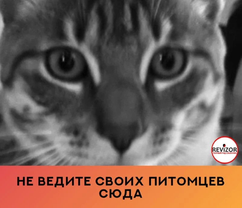 Ну что, здравствуйте, господа ветеринары.