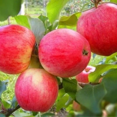 🍎 Три легенды в вашем саду: Симиренко, Голден Делишес и Мельба!