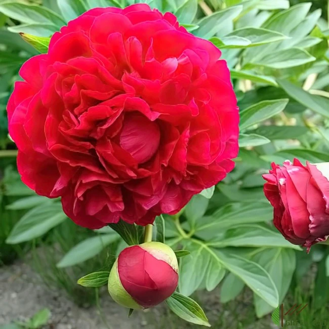 Пион Кэрол (Paeonia Carol) - Цветок блестящий ярко-огненно-красный с легким сиреневым о...