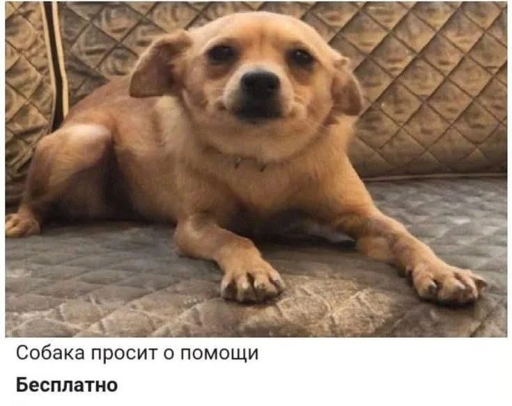 pov: ты уже в 50 раз подходишь к умному коллеге с тупыми вопросами