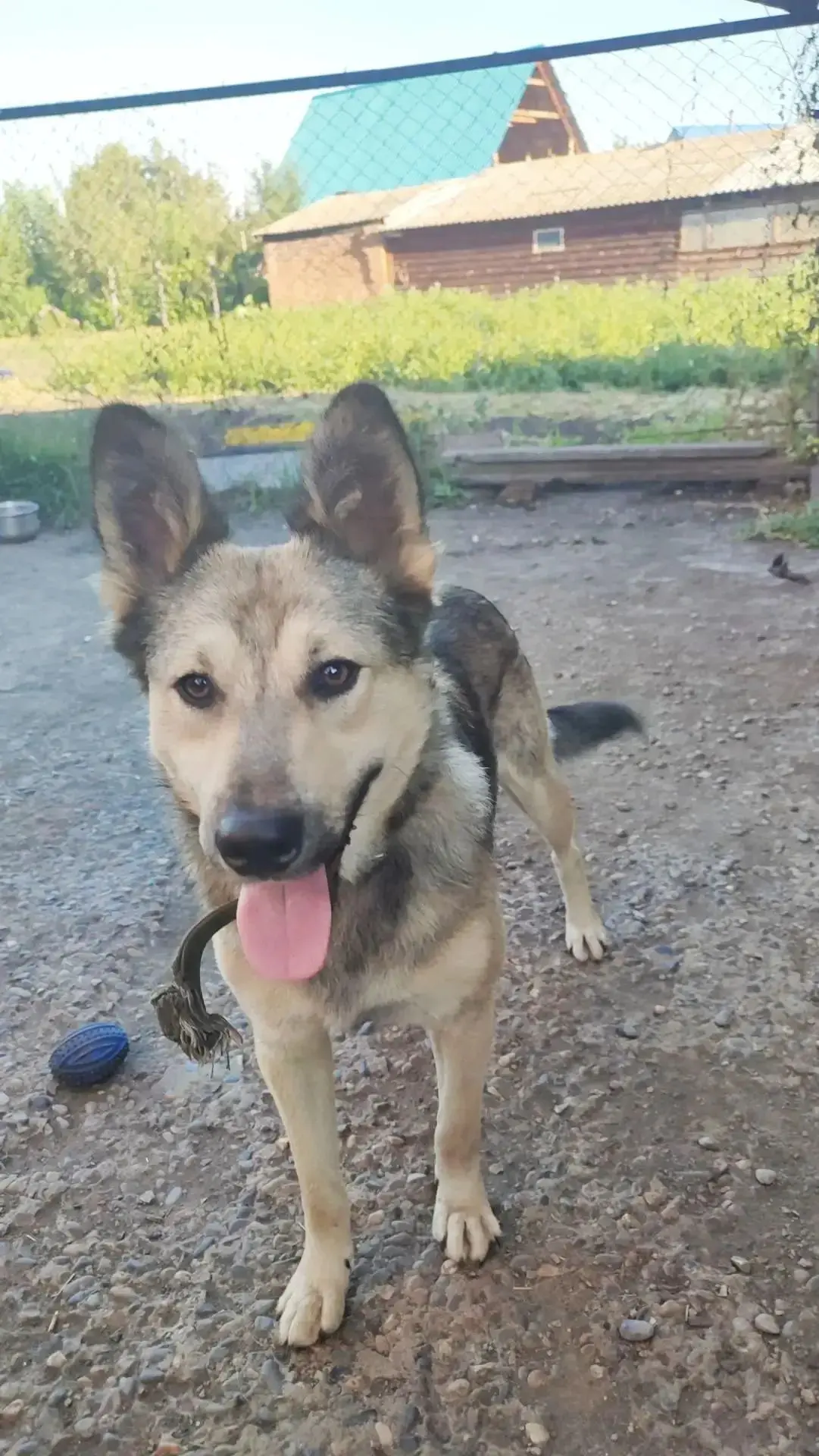 🐕 Серый в поиске своего Человека!