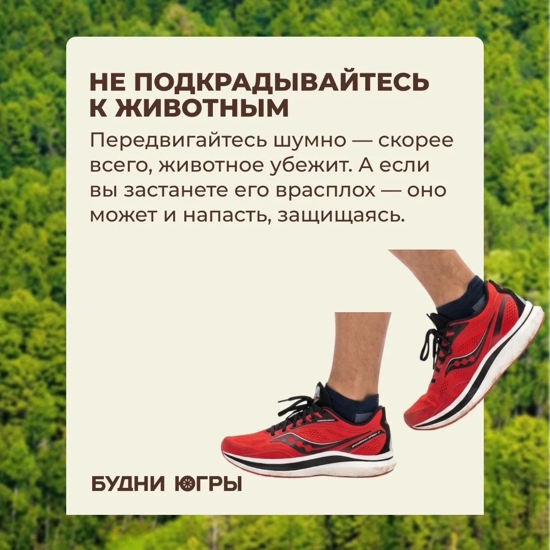 Что делать при встрече с дикими животными?