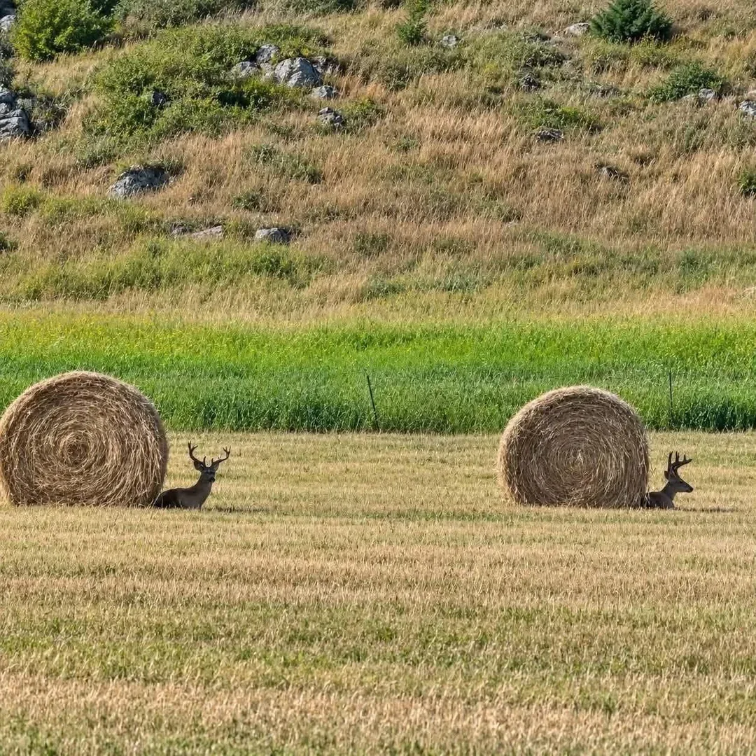 🦌🐌 Фотограф заснял редкий вид оленей-улиток