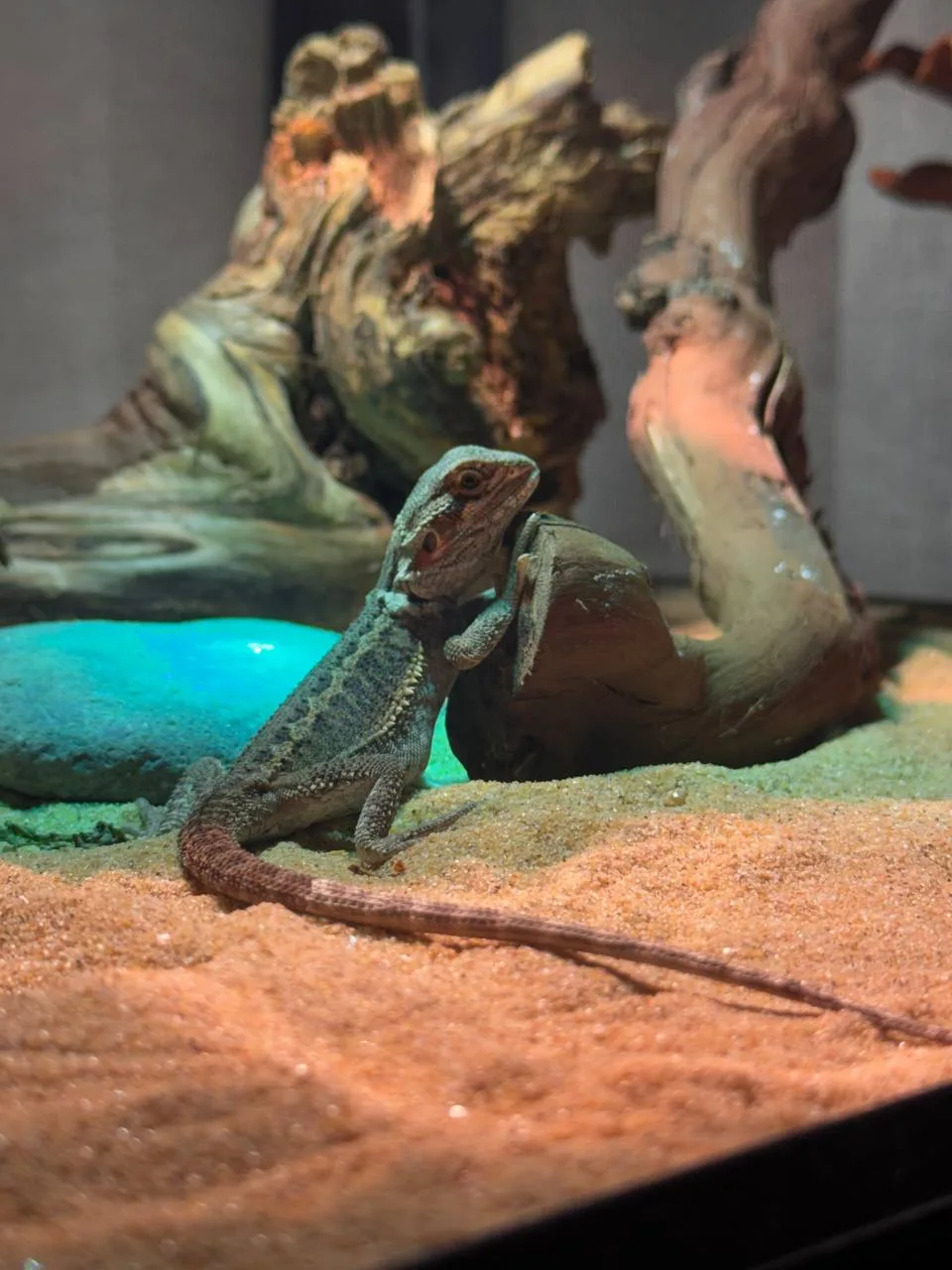 Фотопривет с нового дома❤️🦎