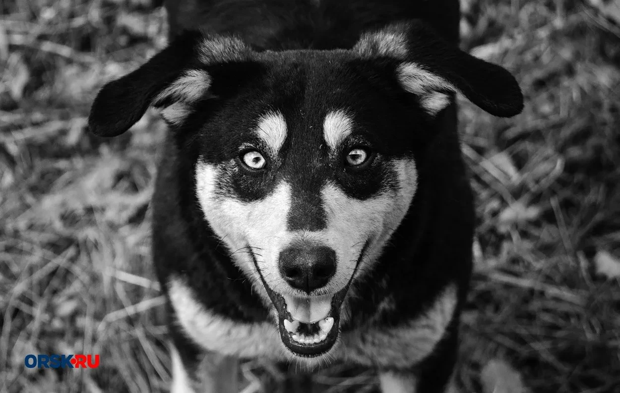🐶 В Орске объявлен конкурс на отлов бездомных животных