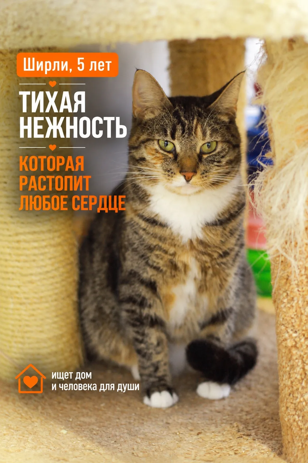 Рядом с нашей Ширли очень спокойно и уютно. Стоит оказаться рядом с ней, как в комнате ...
