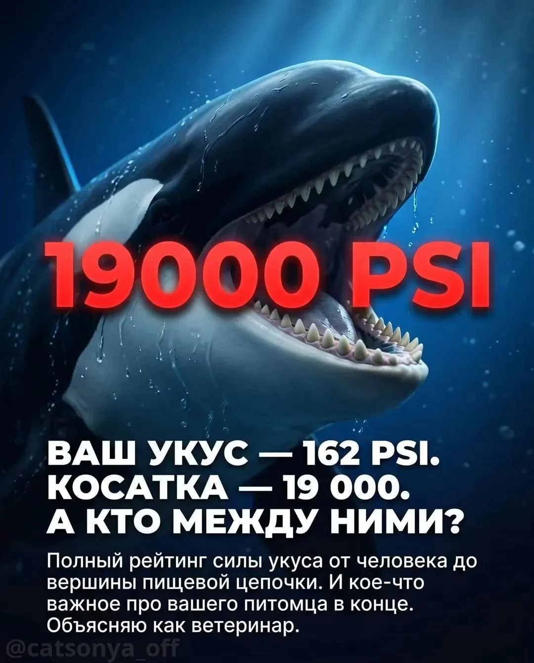 Ваш укус — 162 PSI. Косатка — 19 000. А кто между ними?