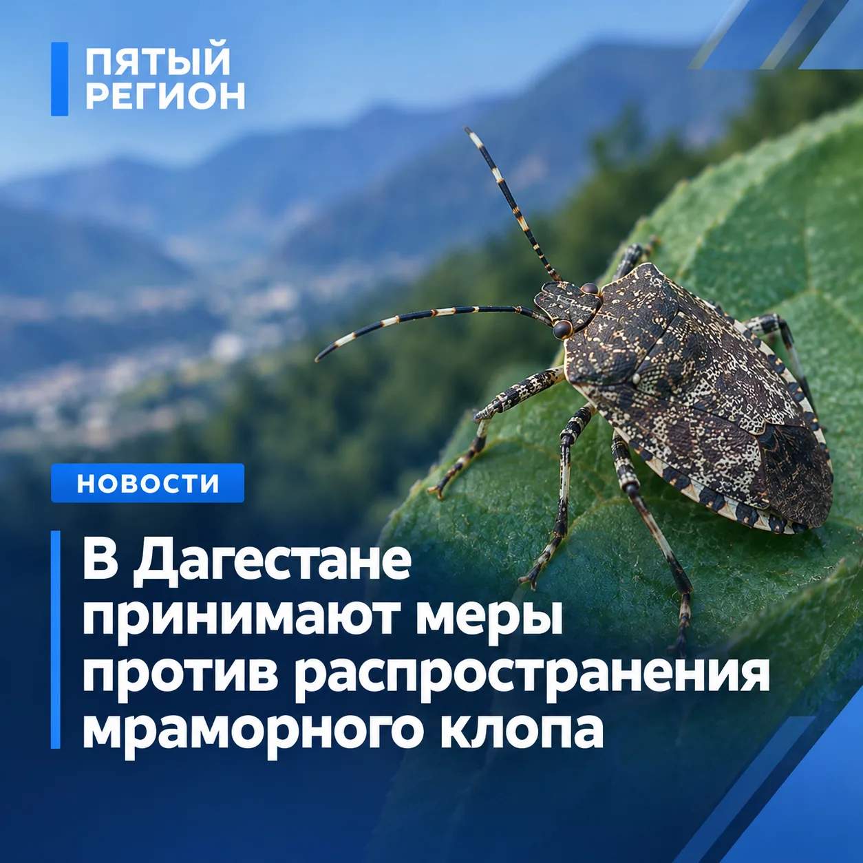 ❗️В Дагестане принимают меры против распространения мраморного клопа