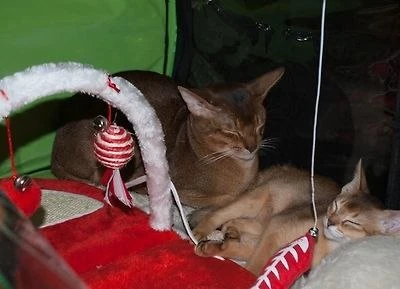 ➕ В Подмосковье кошка заразила хозяйку паразитами, которые «съедали» гемоглобин.