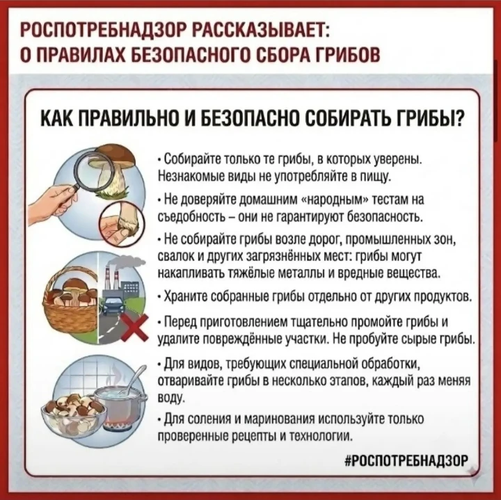 🍄‍🟫 Как избежать отравления грибами? Информирует Роспотребнадзор.
