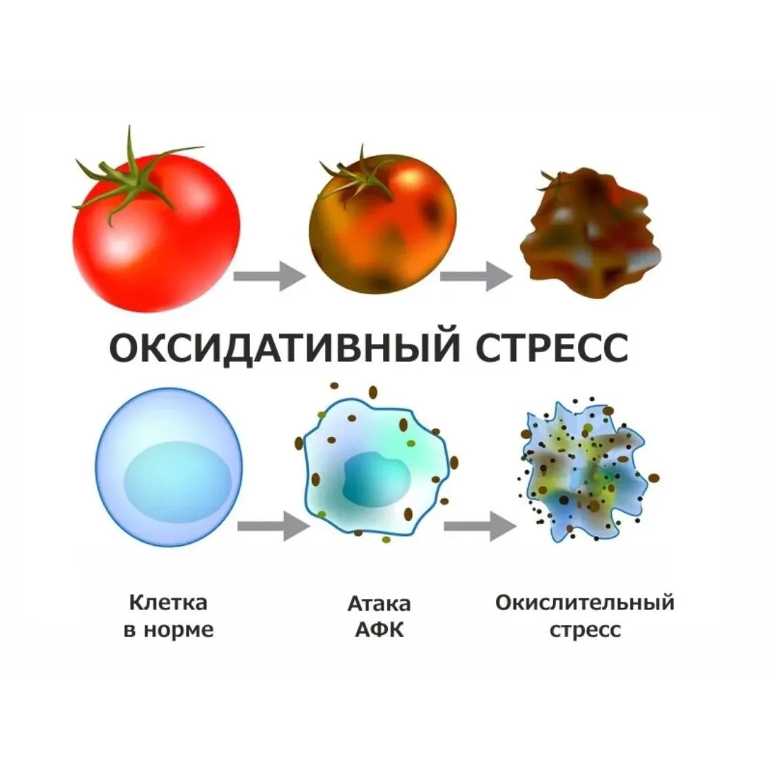 ⁉️ЧТО ТАКОЕ ОКСИДАТИВНЫЙ   СТРЕСС ⁉️
