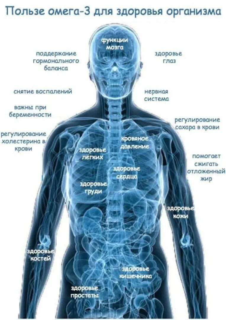 СЕРДЦЕ И СОСУДЫ