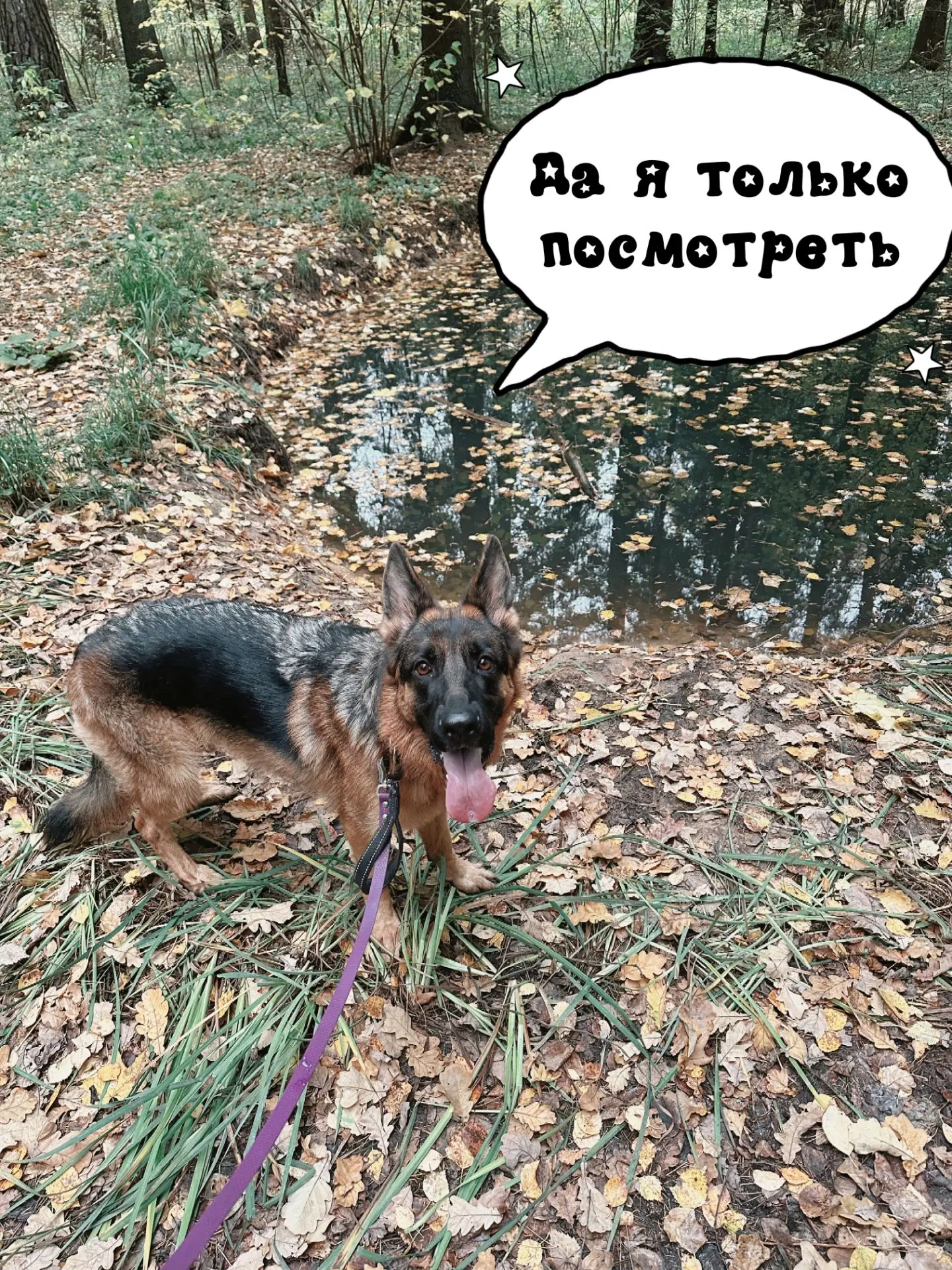 🐾 Почему собаки обожают болото? 😅