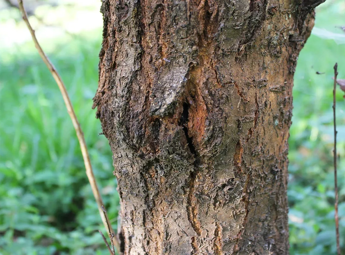 🌳 Почему у яблони отслаивается кора осенью